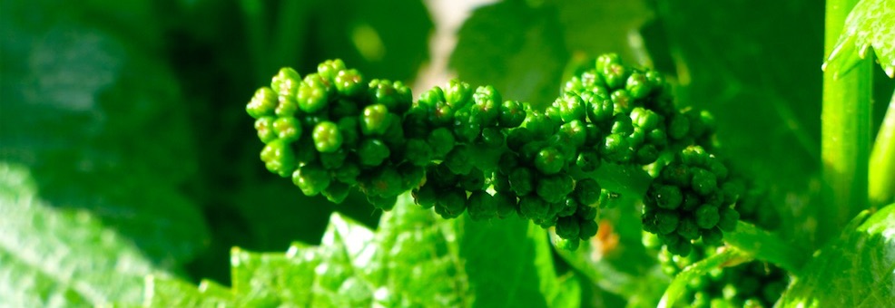 How Organic Is Your Wine? - image of young wine grapes on the vine